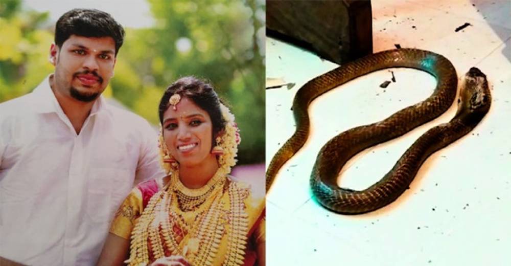 Հնդկաստանում ամուսինը օձի միջոցով սպանել է կնոջը