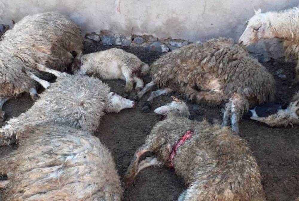 Գայլերը Նորակերտի բնակչի անասնապահական տնտեսությանը պատճառել են շուրջ 5 մլն դրամի վնաս