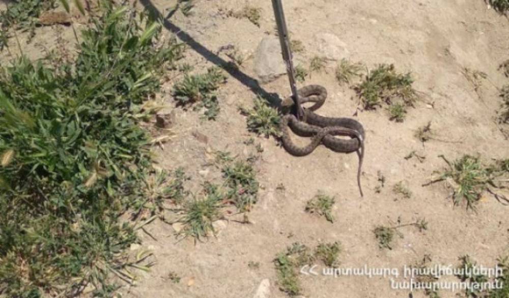 Տավուշի մարզում փրկարարները հայտնաբերել են իժ տեսակի օձ