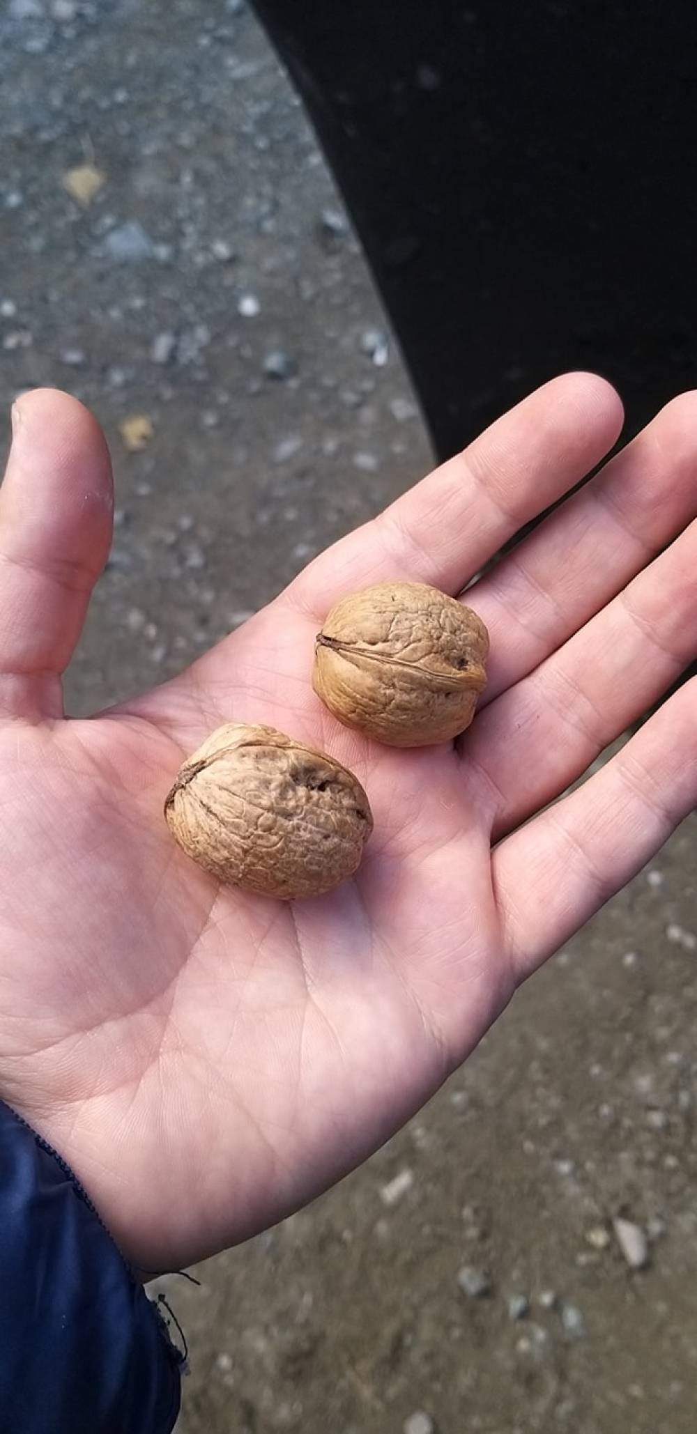 Քարվաճառցի մի տղամարդ այգու դուռը փակելուց առաջ դրեց բռիս մեջ։ Ասաց՝ կերեք, տեսեք ինչ լավ պոպոկ ունեինք