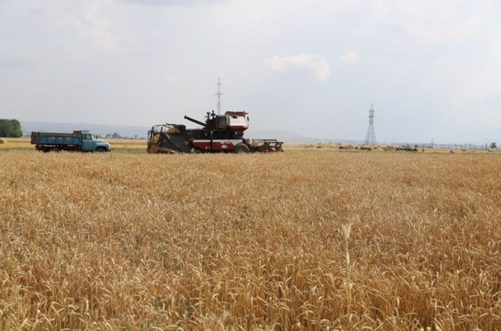 Արցախի գյուղնախը աշնանացան ցորենի անհատույց սերմացու և դիզվառելիք կտարամադրի