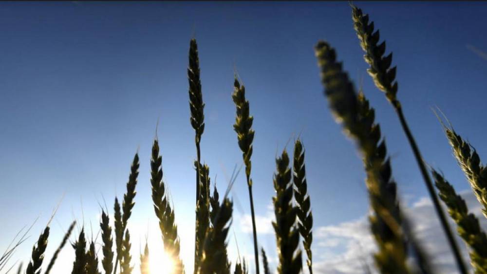 ՌԴ-ն դեկտեմբերի 1-ից կարգելի դեպի Հայաստան ցորենի արտահանումը