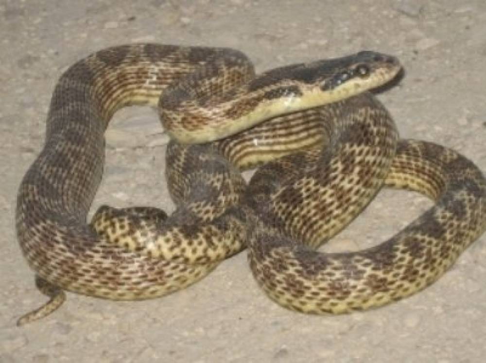 Երևանում և Եղվարդում փրկարարներն օձեր են հայտնաբերել