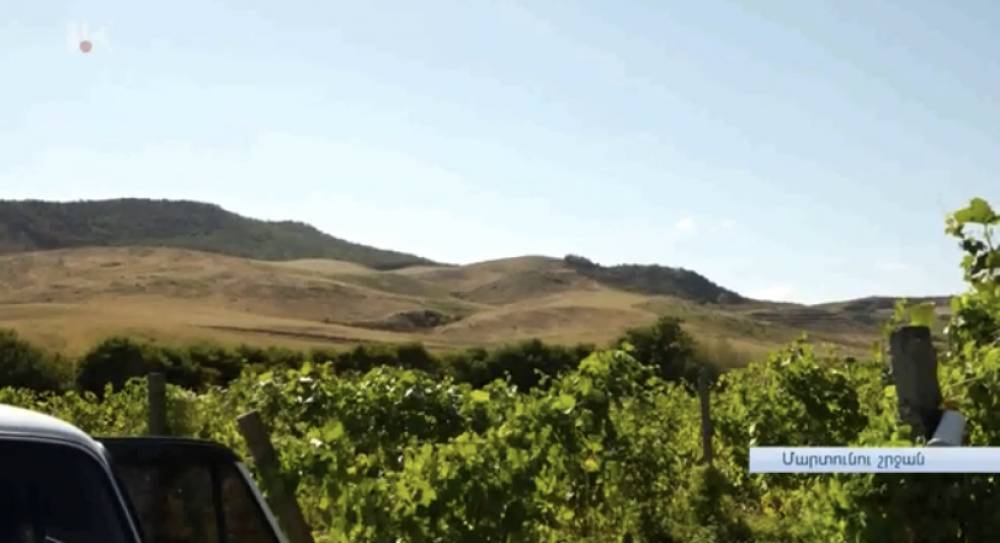 Թշնամու սադրանքների պատճառով Ամարասի հովտում խաղողի բերքահավաքն ընդհատումներով է իրականացվել