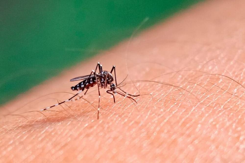 Չիկունգունյա տենդով վարակվել է ավելի քան 445 հազար մարդ