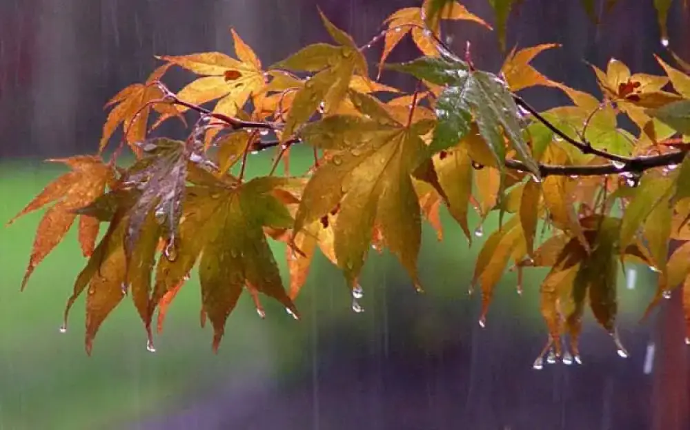 Առանձին շրջաններում սպասվում է կարճատև անձրև և ամպրոպ