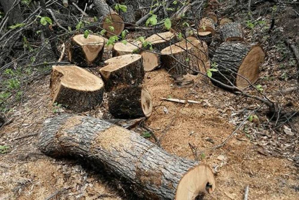 Գուգարքի ոստիկանները ապօրինի ծառահատման հերթական դեպքն են բացահայտել