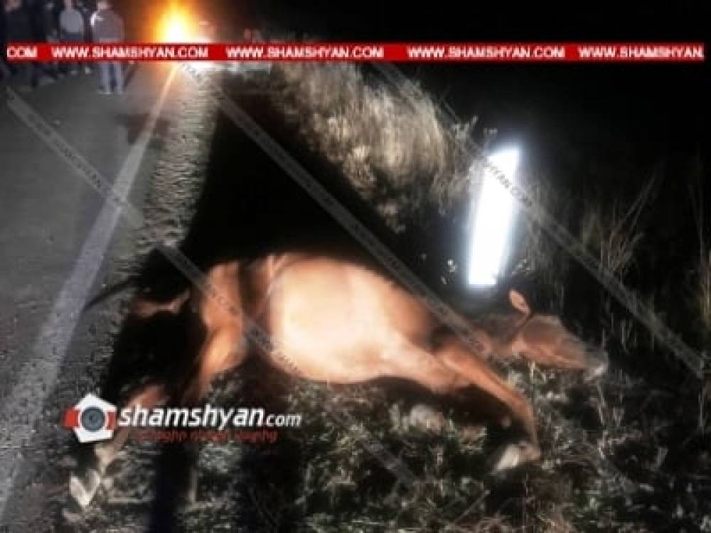 Սյունիքի մարզում 62-ամյա վարորդը «06»-ով բախվել է ձիուն, ուղևորուհին տեղում մահացել է