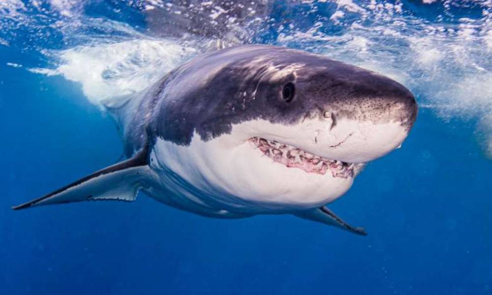 Եգիպտոսում շնաձուկը հարձակվել է կնոջ վրա (տեսանյութ18+)