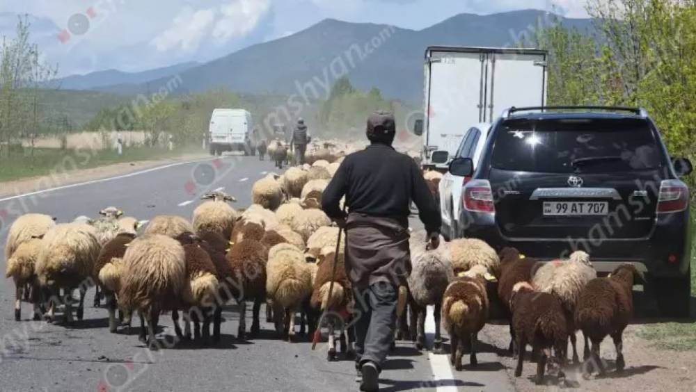 Քաղաքացու անասնագոմից գողացել են 81 գառ